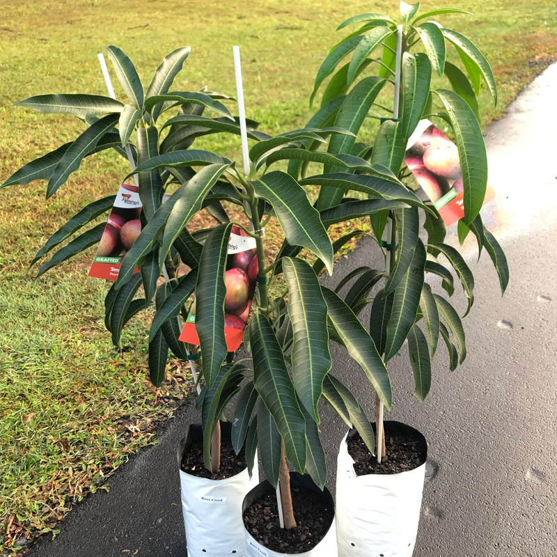 Fruit Plants Nursery